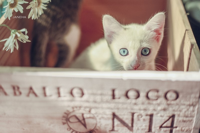 blue eyes, animals, cats, mammals, boxes
