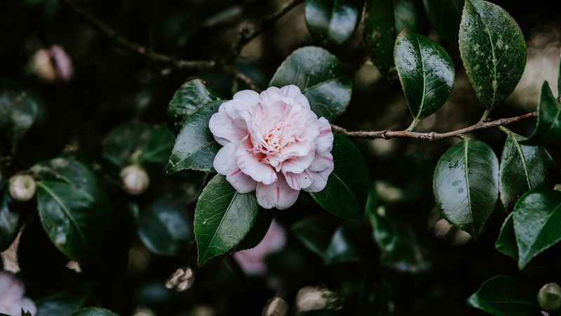 flower, bloom, leaves, bush, plant, 4k