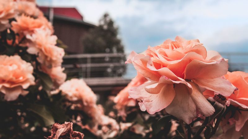 rose, bud, petals, sky, blur, 4k