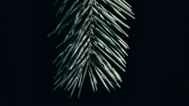 branch, needles, dark, spruce, 4k