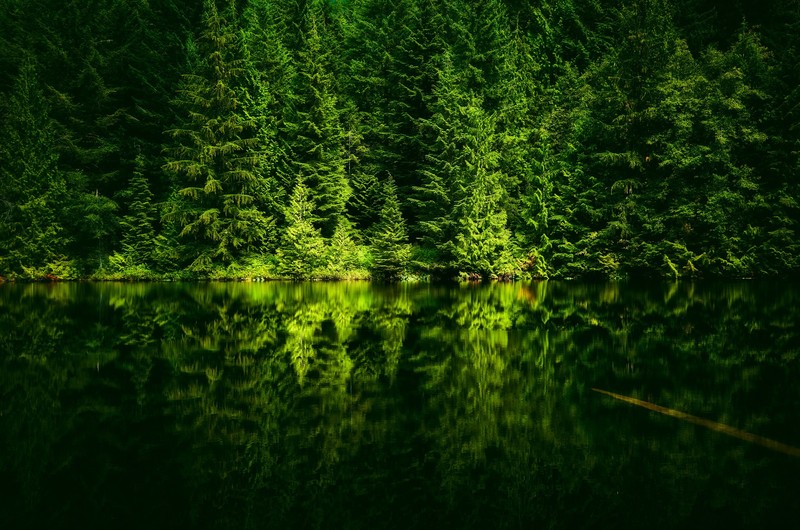 nature, trees, water, lake, shoreline, forest