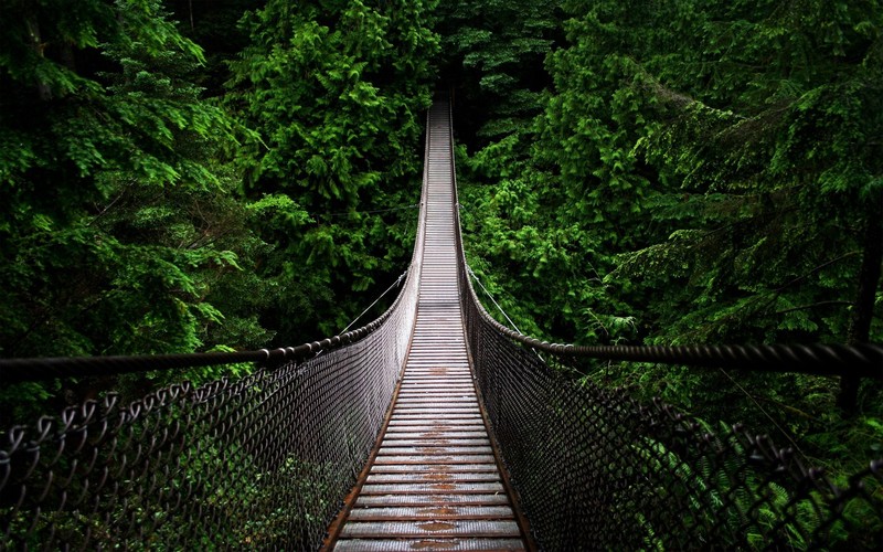 nature, trees, forest, bridge, North