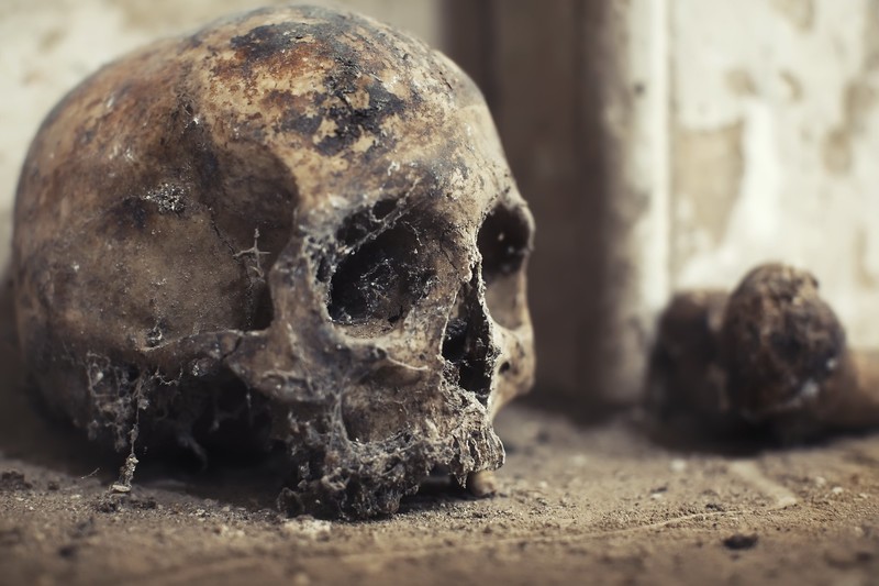 skull, bones, old