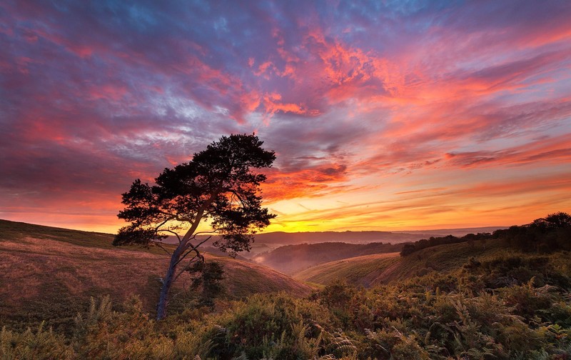 sky, sunlight, nature, trees, landscape