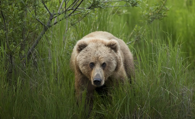 animals, grass, mammals, bears