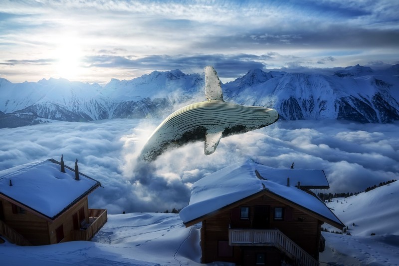 winter, whale, landscape, animals, snow