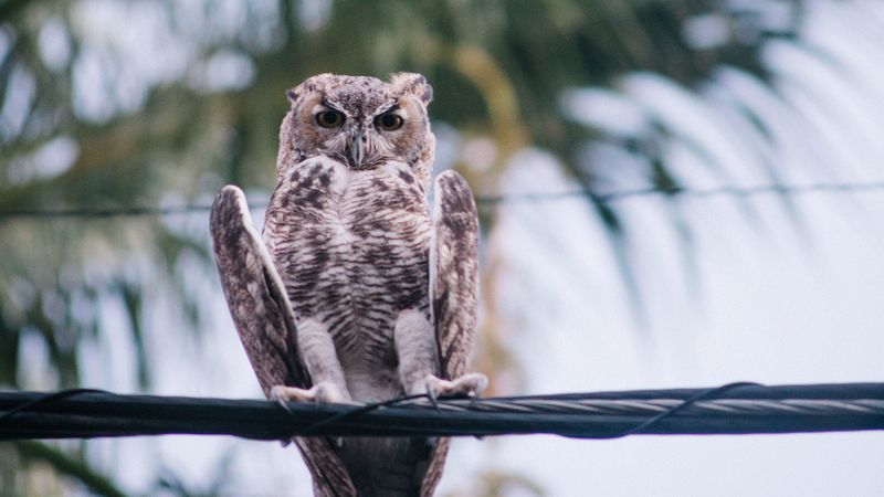 owl, bird, wire, blur, 4k