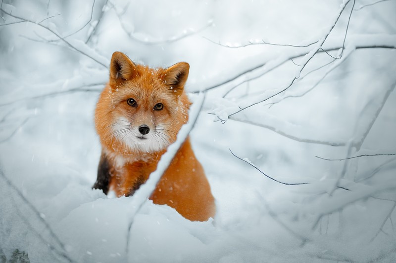 nature, fox, animals, snow, winter, cold, mammals