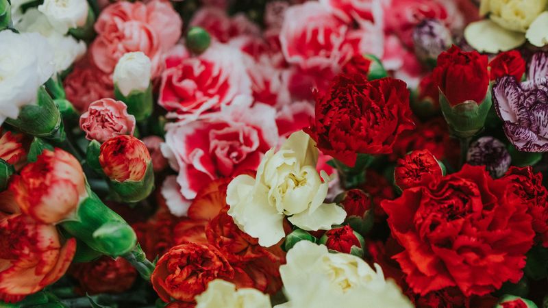 dianthus, flowers, bouquet, colorful, 4k