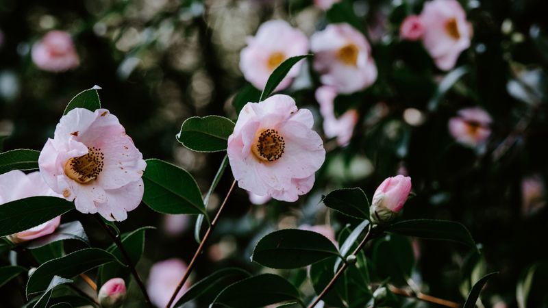 flowers, bloom, leaves, branch, macro, spring, 4k
