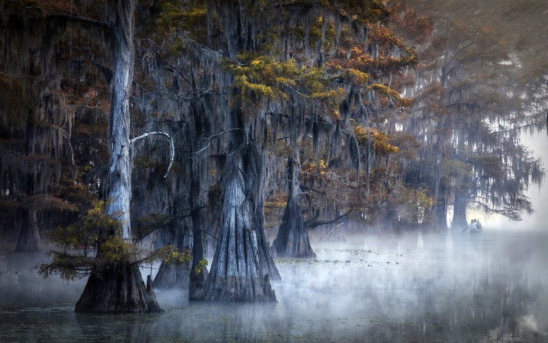 fall, mist, nature, trees