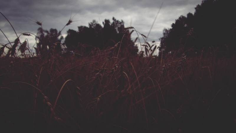 nature, field, plants