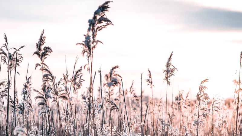 grass, frost, snow, winter, frosty, 4k
