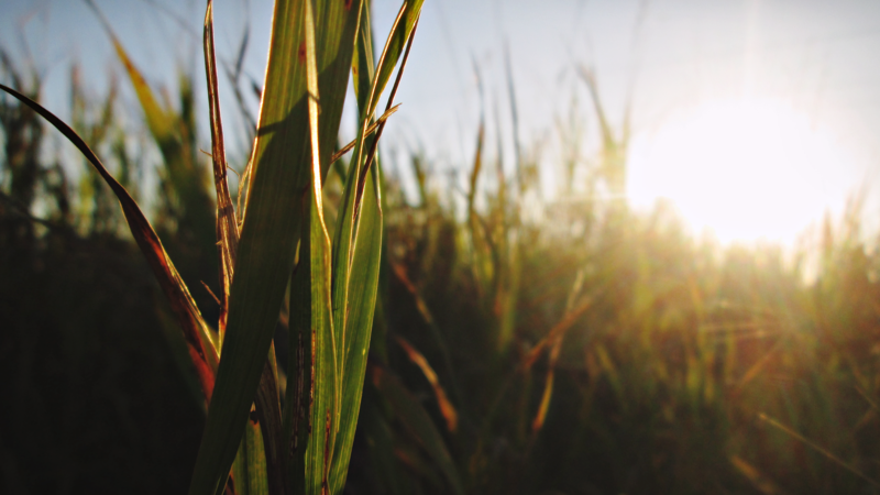 nature, summer, grass, sunlight, depth of field, Sun, plants