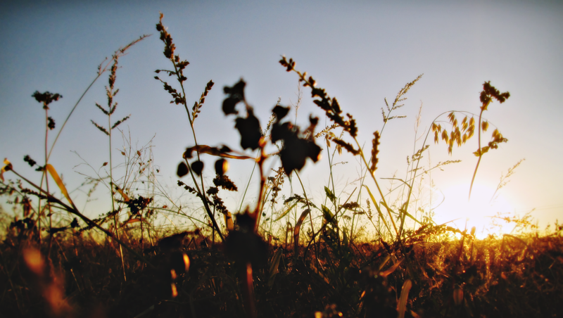 nature, summer, sunlight, Sun, field, plants