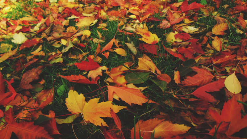 nature, fall, leaves, plants, grass