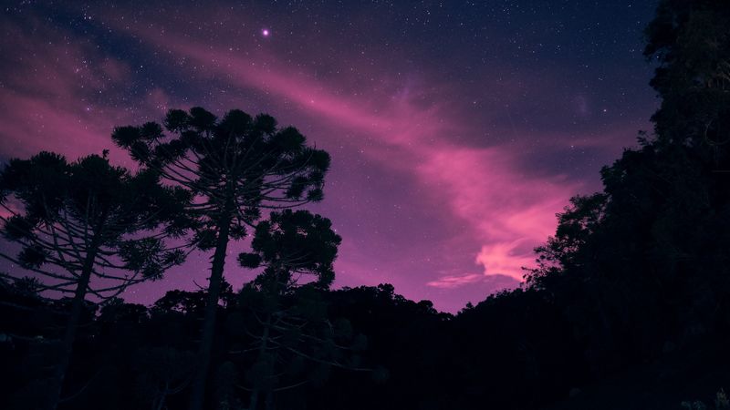 starry sky, night, trees, stars, lights, 4k