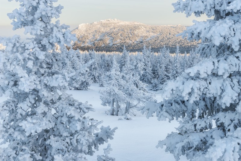 Russia, cold, winter, snow, trees, nature