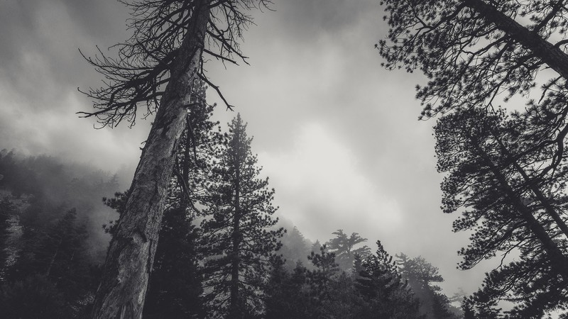 landscape, nature, forest, trees, monochrome, low-angle