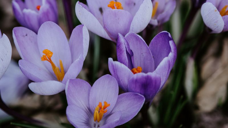 crocus, lilac, bloom, spring, 4k