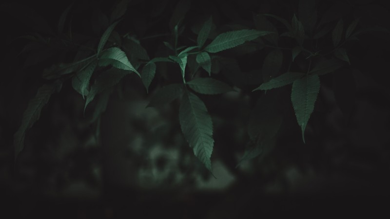 nature, plants, leaves