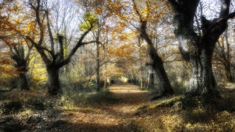 fall, trees, plants, outdoors, nature