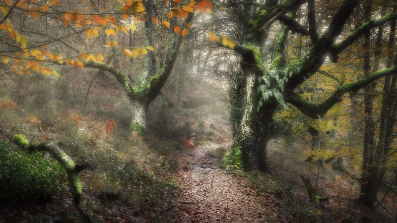 trees, forest, nature, plants