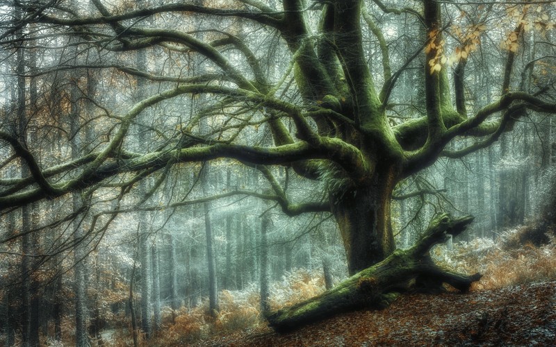 plants, nature, forest, trees