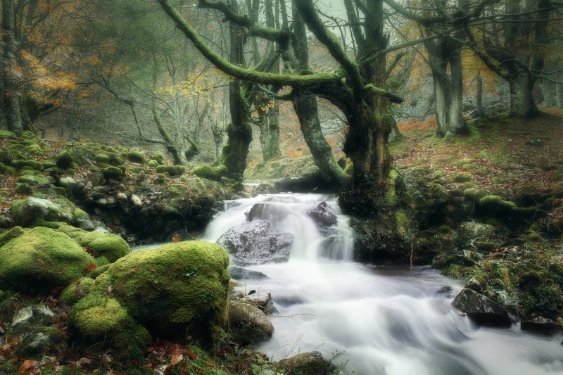trees, forest, water, plants, nature
