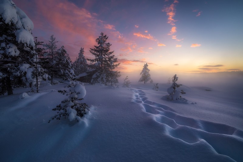 depth of field, 500px, nature, snow, winter, pine trees, sunset, sun rays, landscape, sky, cold