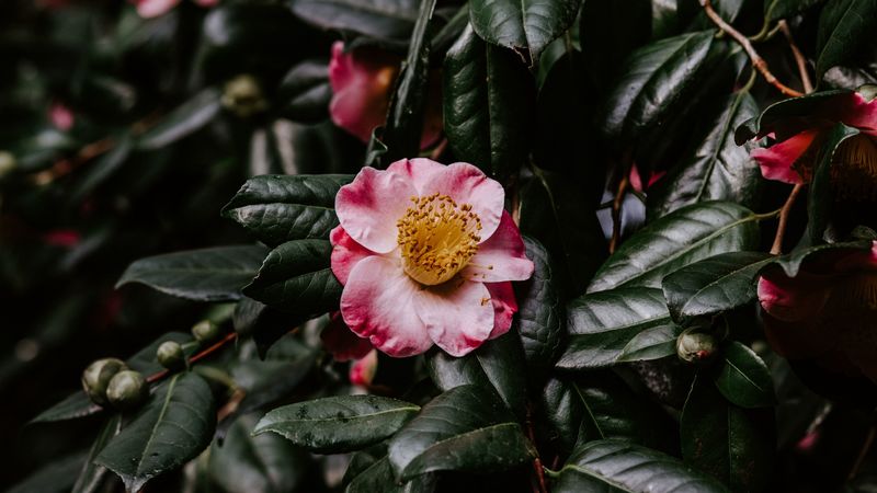 flower, bloom, leaves, branch, macro, 4k