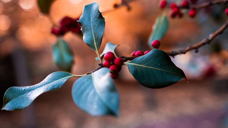 berries, branch, blur, macro, 4k