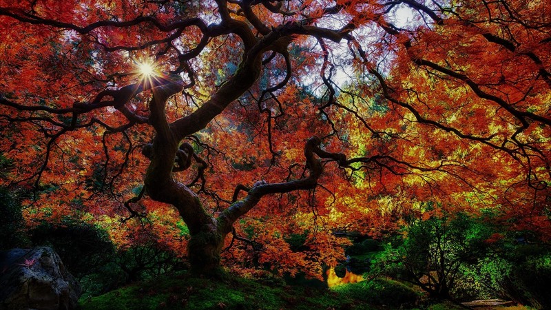 forest, trees, sunlight, leaves, fall, plants, colorful