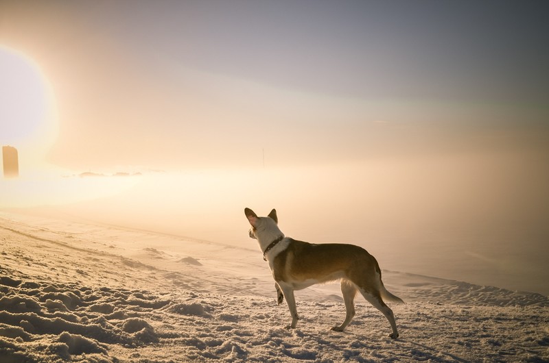 winter, nature, dog, mist, snow, animals, mammals, outdoors
