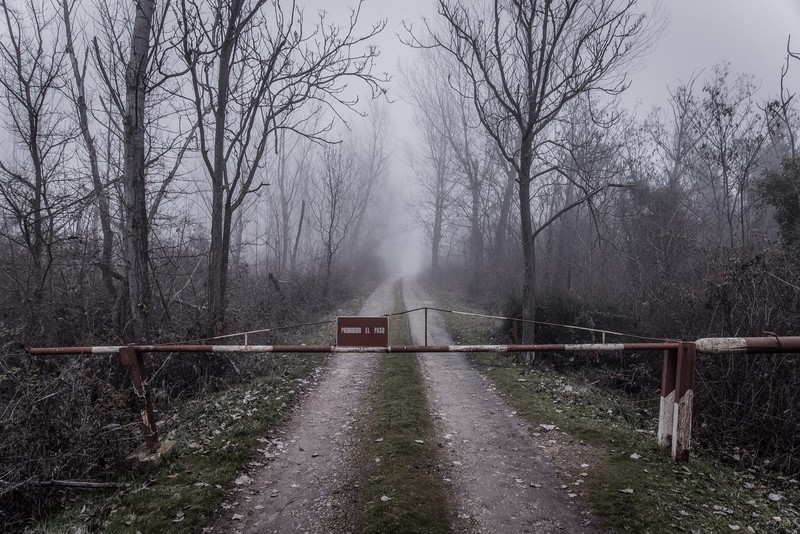 nature, mist, faded, abandoned, road, trees, forest, outdoors