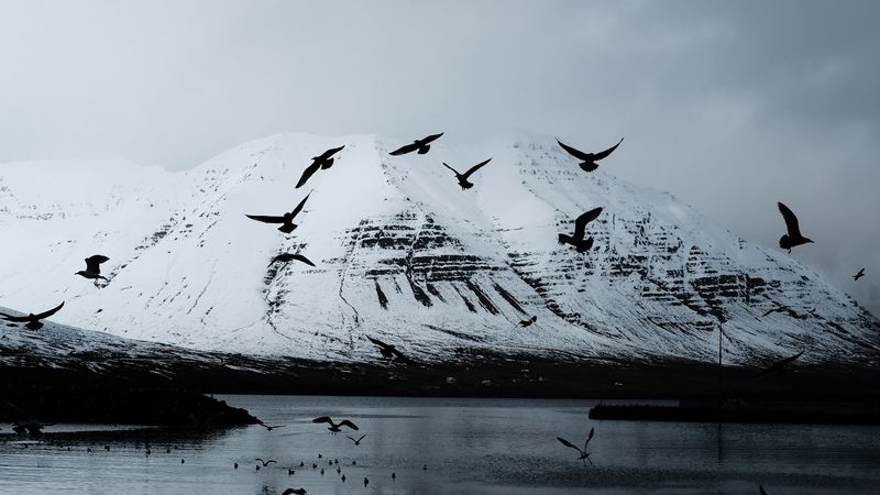 mountain, crows, birds, lake, snow, glacier, 4k