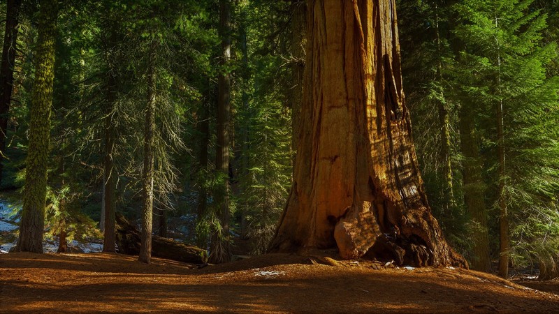 forest, trees, sunlight, leaves, plants
