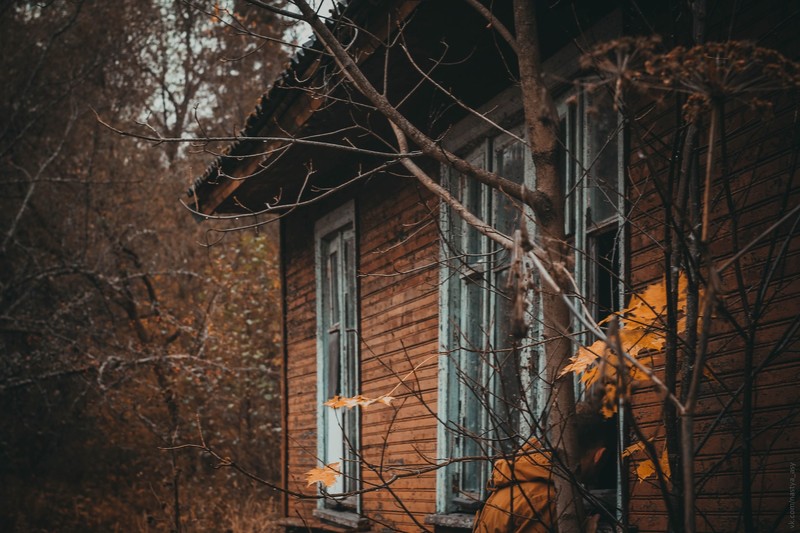 nature, fall, foliage, trees, abandoned, branch, forest, house
