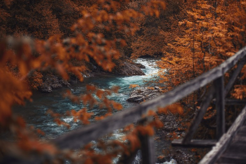 nature, fall, foliage, trees, water, river, bridge, forest, outdoors