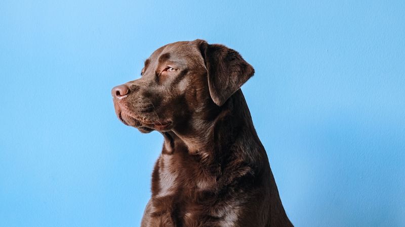 labrador, dog, mug, chair, 4k