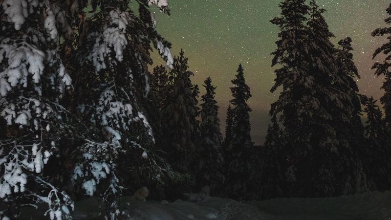 trees, snow, winter, starry sky, stars, night, 4k
