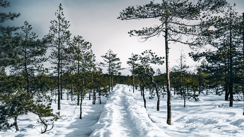 snow, path, trees, forest, sky, winter, 4k