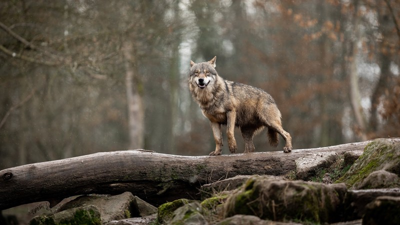 wolf, nature, animals, mammals