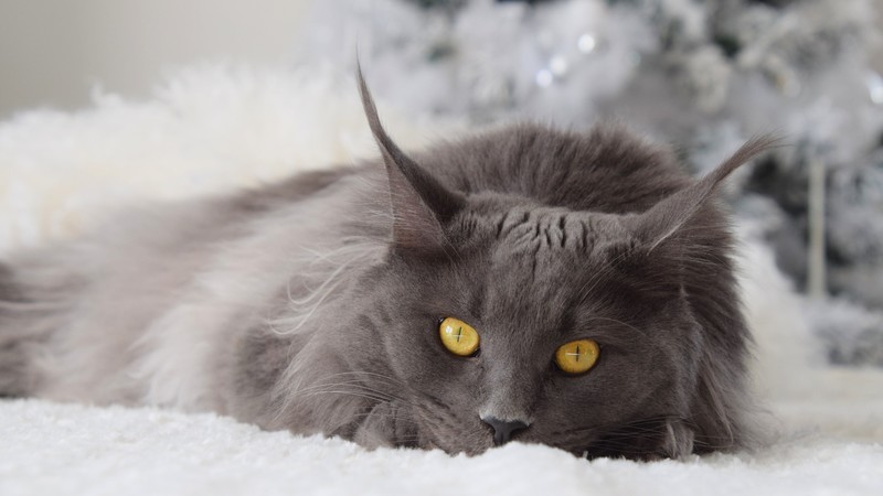 snow, yellow eyes, cats, animals, mammals, Maine Coon, Maine Coon cat