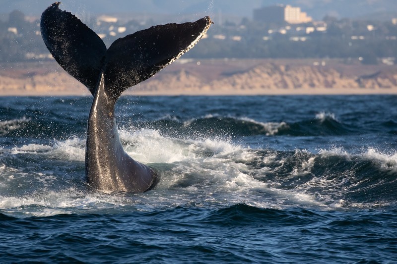 sea, nature, animals, whale