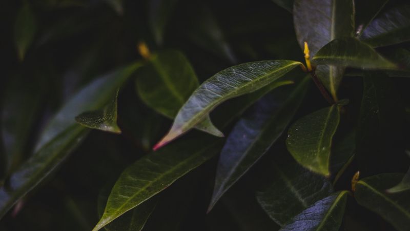 leaves, plant, bush, dark, 4k