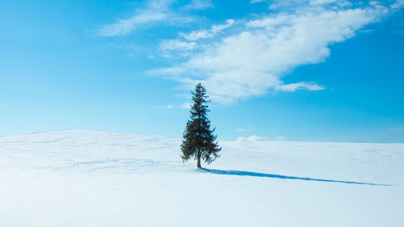 tree, snow, winter, horizon, sky, 4k