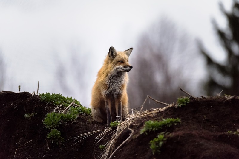 nature, fox, animals, mammals