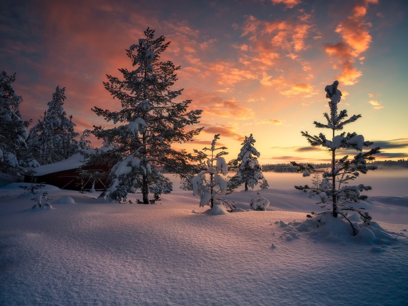 snow, cold, winter, sky, nature, trees, sunlight, Norway