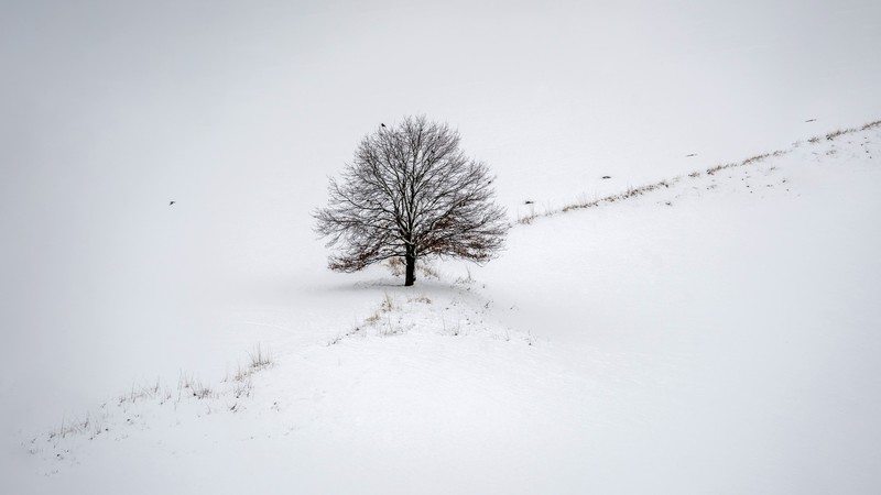 snow, winter, landscape, trees, white